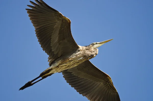 Great Blue Heron Flying in a Blue Sky — Stock Photo, Image