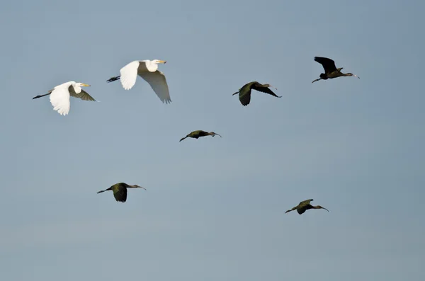Ibis de cara blanca y grandes garzas volando en un cielo azul —  Fotos de Stock