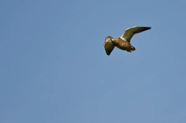 Mallard pato mirando hacia abajo mientras en vuelo — Foto de Stock