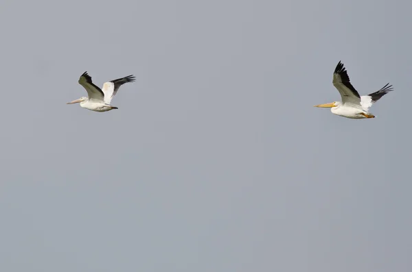 Zwei amerikanische weiße Pelikane fliegen in einem blauen Himmel — Stockfoto