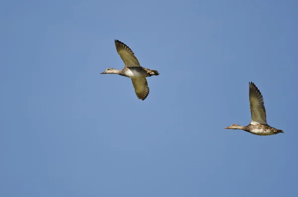 Dos Gadwall volando en un cielo azul — Foto de Stock