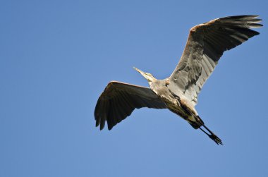 Büyük Mavi Balıkçıl Mavi Gökte Uçuyor