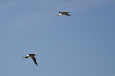 Mavi gökyüzünde uçan çulluk çifti