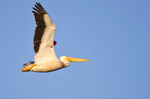 Mavi bir gökyüzü uçan Amerikan beyaz Pelikan onun bantlama gösterilen etiket — Stok fotoğraf