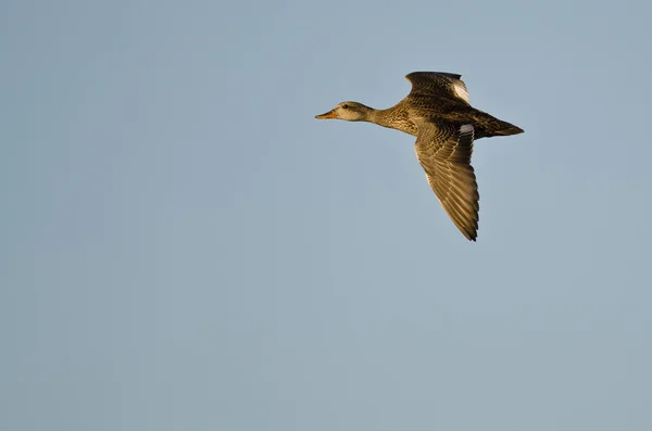 Canard de Gadwall volant dans un ciel bleu — Photo