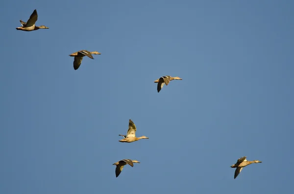 Egy csapat Mallard kacsa repül a kék égbolton — Stock Fotó