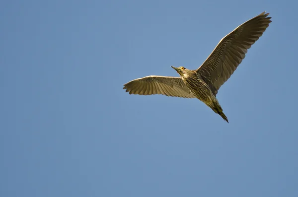 Héron de nuit immature couronné noir volant dans un ciel bleu — Photo