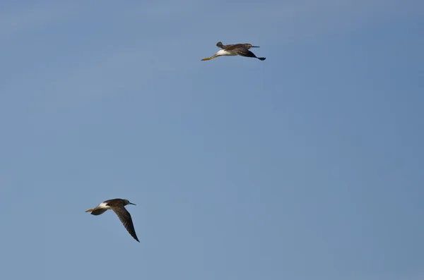 Paire de bécasseaux volant dans un ciel bleu — Photo