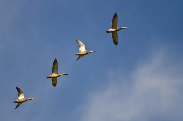 Flock of Mallard Ducks Flying in a Blue Sky — Stock Photo, Image