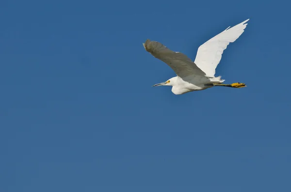 Egret nevoso che vola in un cielo blu — Foto Stock