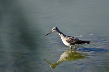 Sığ suda büyük Sarıbacak avcılık