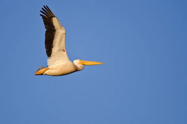 Pélican blanc américain montrant son étiquette de baguage volant dans un ciel bleu — Photo