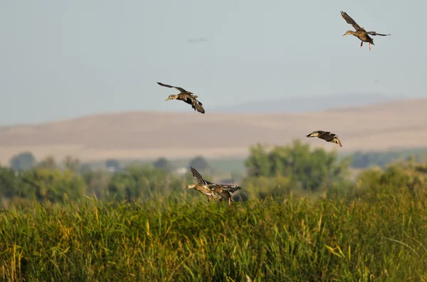 Mallard Ducks Landing in the Marsh — Stock Photo, Image