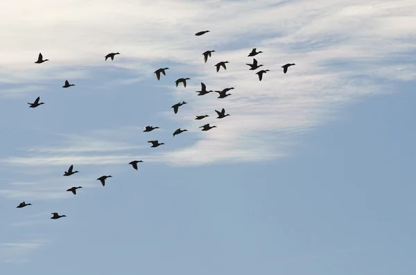 Gran bandada de patos silueta contra un cielo azul nublado — Foto de Stock