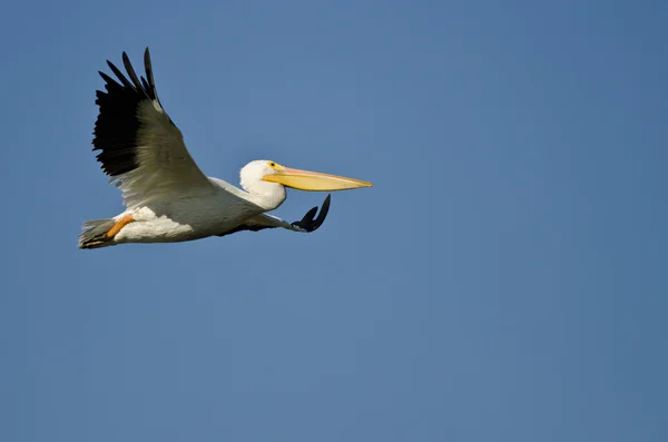 Amerikansk vit pelikan flyger i en blå himmel — Stockfoto