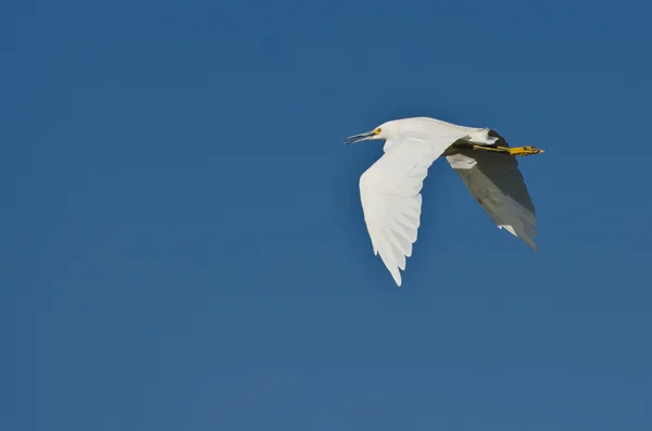 Egret nevoso che vola in un cielo blu — Foto Stock