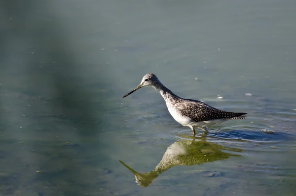 Maior caça Yellowlegs na água rasa — Fotografia de Stock