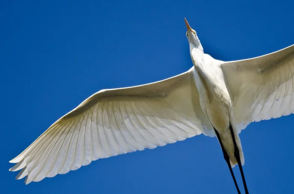 Stora Egret flyger i en blå himmel — Stockfoto