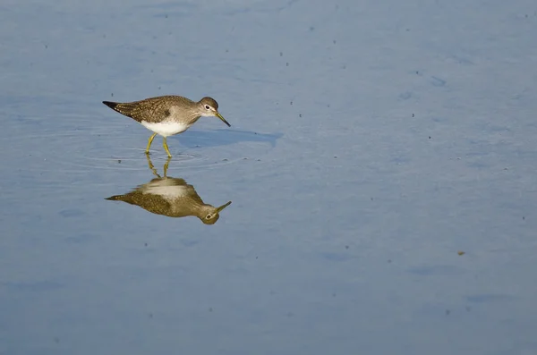 Menší Yellowlegs Sandpiper brodění v mělké vodě modrá — Stock fotografie