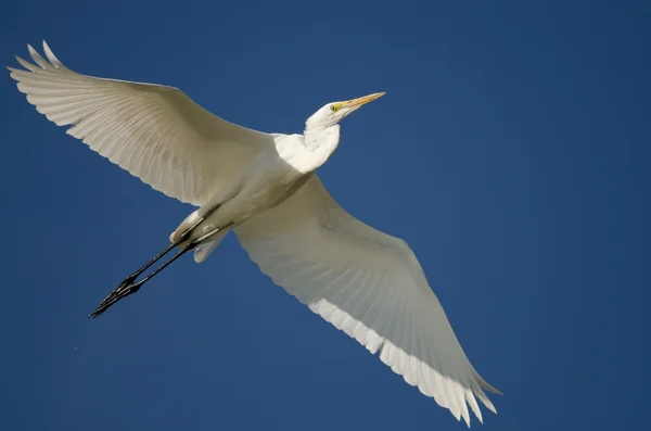 Stora Egret flyger i en blå himmel — Stockfoto