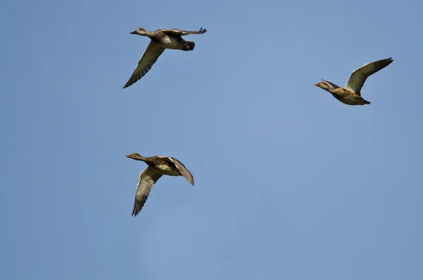 Troupeau de canards volant dans un ciel bleu — Photo