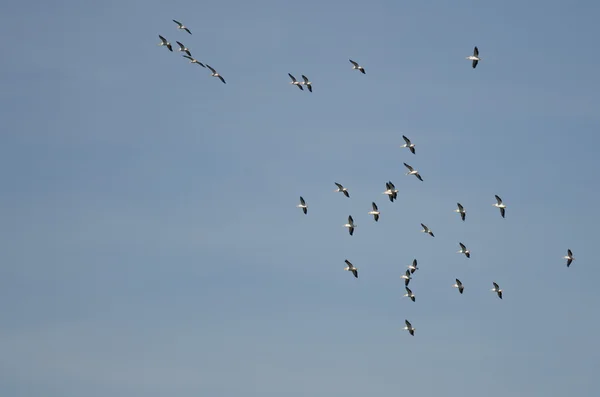 Bandada de pelícanos blancos estadounidenses volando en un cielo azul — Foto de Stock