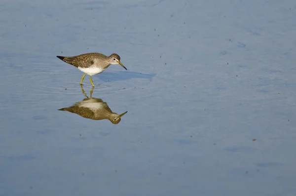 Lesser Yellowlegs Sandpiper Wading in Shallow Blue Water — Stock Photo, Image