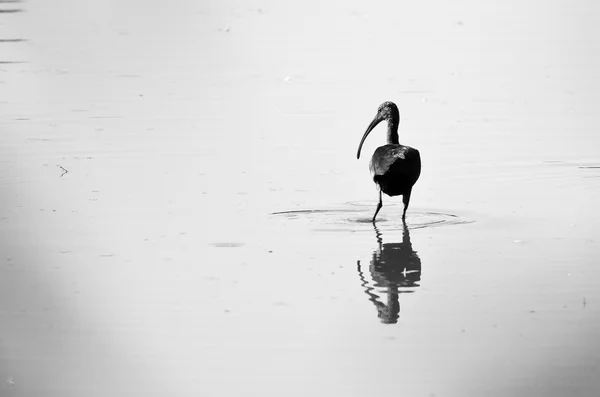 Sylwetki Ibis amerykański stojąc w płytkiej sadzawki — Zdjęcie stockowe