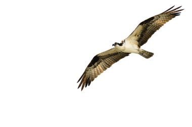 Lone Osprey Hunting on the Wing on a White Background clipart
