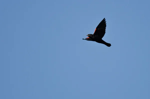 Rode gevleugelde Blackbird vliegen in een blauwe hemel — Stockfoto