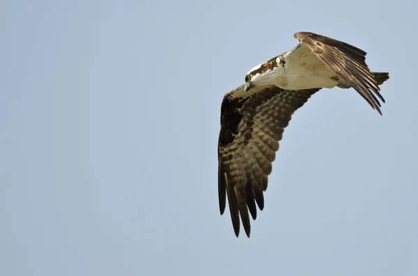 Lone Fiskgjuse jakt på vingen i en blå himmel — Stockfoto