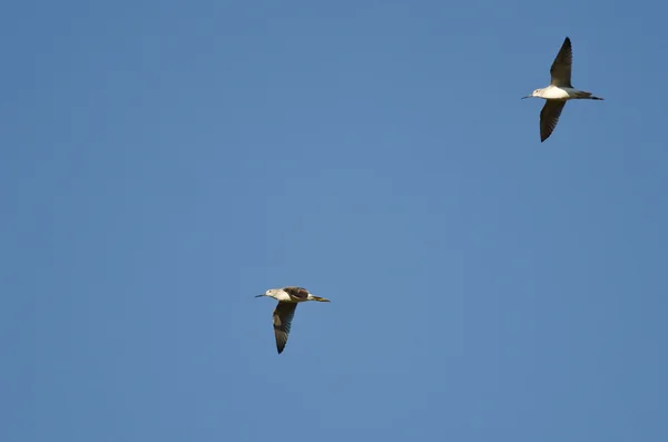 Pair of Sandpipers Flying in a Blue Sky — Stock Photo, Image