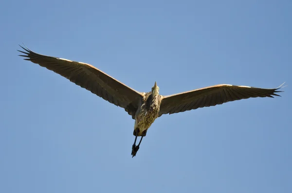 Grote blauwe reiger vliegend in een blauwe lucht — Stockfoto