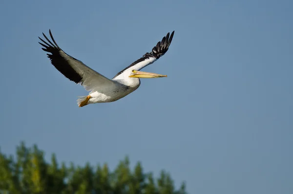 Pélican blanc américain volant à basse altitude au-dessus du marais — Photo