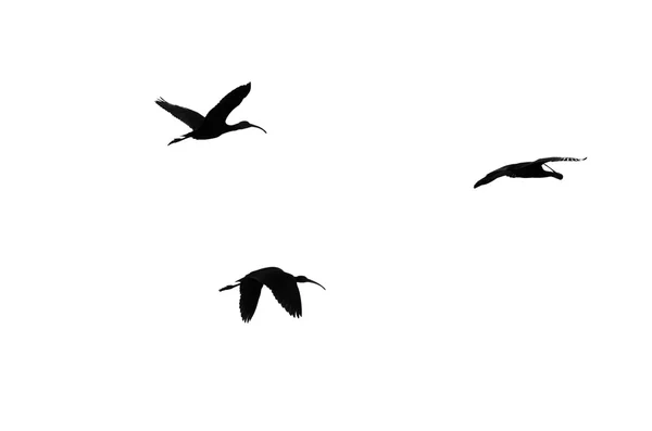 Trois Ibis au visage blanc sur fond blanc — Photo