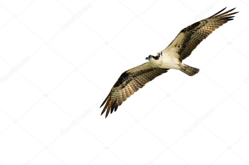 Lone Osprey Hunting on the Wing on a White Background
