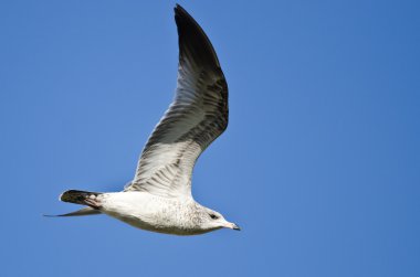 Yüzük gagalı Martı Mavi Gökte Uçuyor
