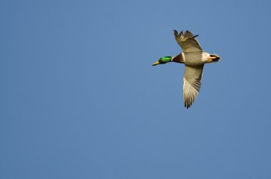Parçalanmış bir kanat ile mavi gökyüzünde uçan yeşilbaş ördek