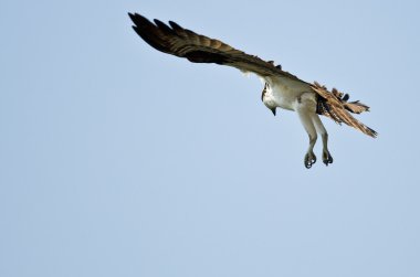 Mavi bir gökyüzü kanadında yalnız Osprey avcılık