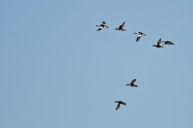 Mavi gökyüzünde uçan Bufflehead ördek sürüsü