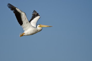 Amerikan Beyaz Pelikanı Mavi Gökte Uçuyor