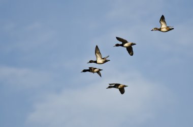 Yüzük - boyunlu mavi gökyüzünde uçan ördek sürüsü