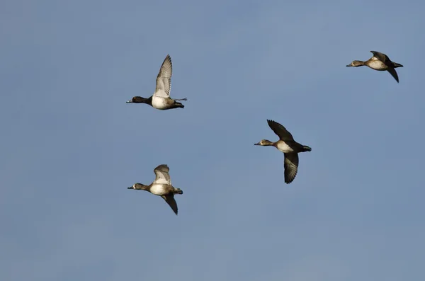 Bandada de patos de cuello anular volando en un cielo azul — Foto de Stock