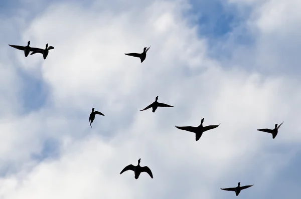 Bandada de patos silueta en un cielo nublado como vuelan — Foto de Stock