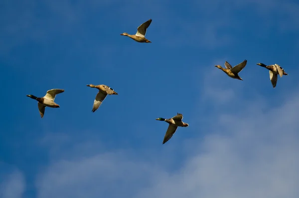 Flock av Mallard ankor som flyger i en blå himmel — Stockfoto