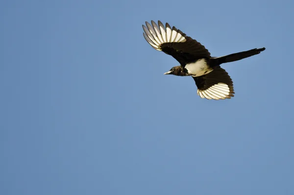 Schwarzschnabelelelster fliegt in blauem Himmel — Stockfoto