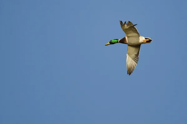 Pato Mallard Voando em um céu azul com uma asa esfarrapada — Fotografia de Stock