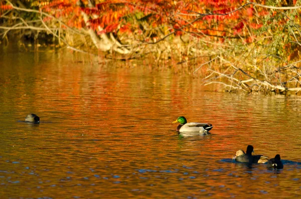 Mallard Pato nadando en el resplandor del color otoñal — Foto de Stock