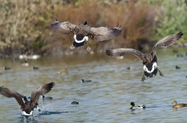 Two Canada Geese Coming in for a Landing in the Water — Stock Photo, Image