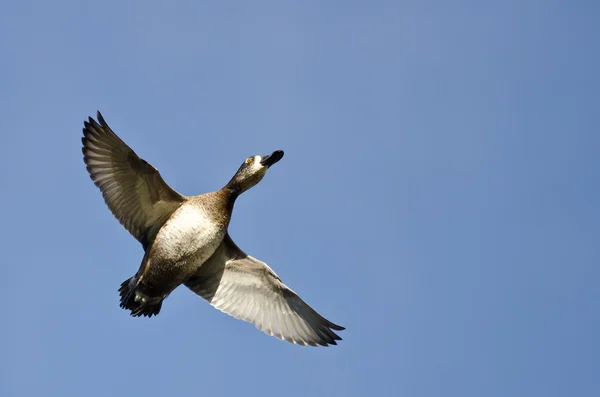 Weibliche Ringelhalsente fliegt in einem blauen Himmel — Stockfoto